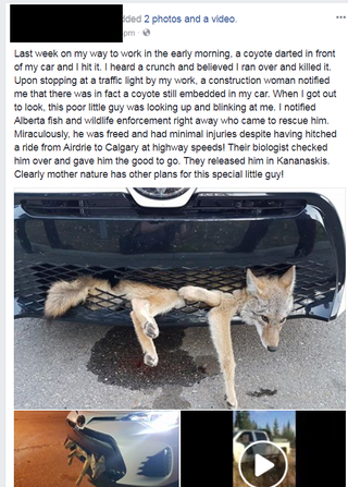 Illustration for article titled Guy Tries To Coyote Swap His New Camry